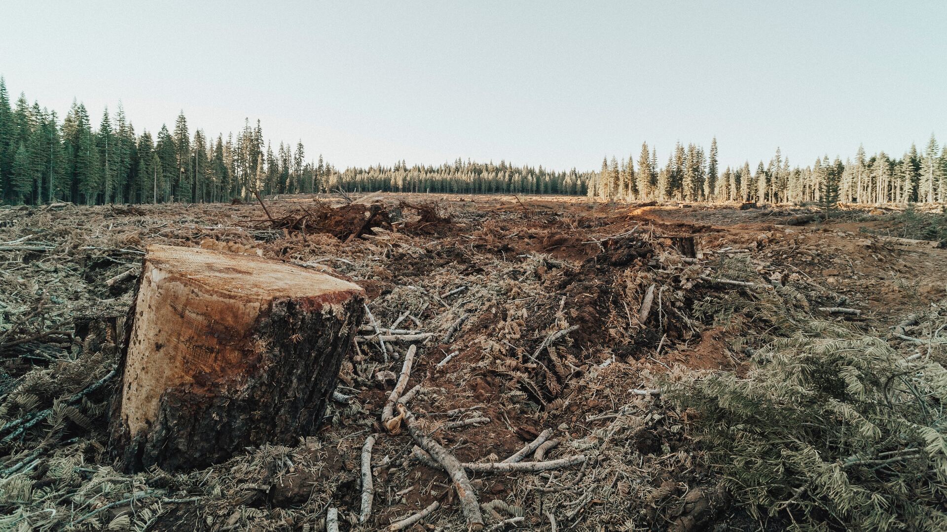  Deforestation is due to the increasing population...